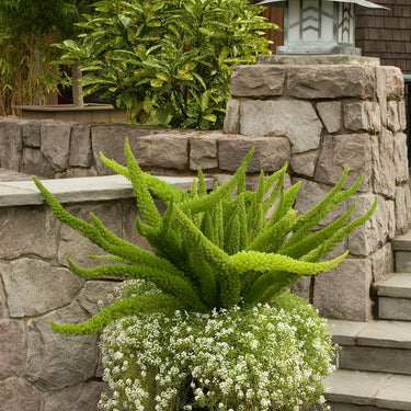 Foxtail Fern - Monrovia