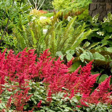 Fanal Astilbe - Monrovia