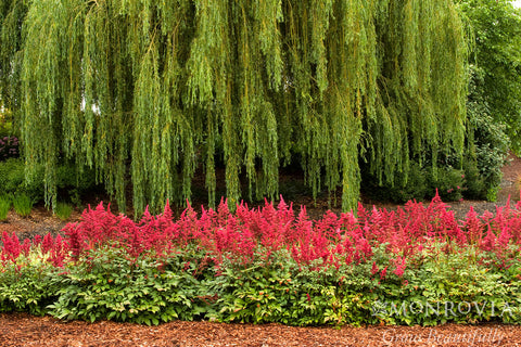 Fanal Astilbe - Monrovia