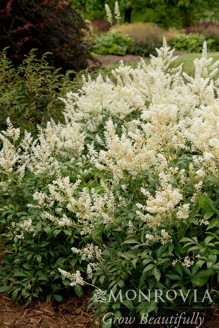 Deutschland Astilbe - Thumbnail 2