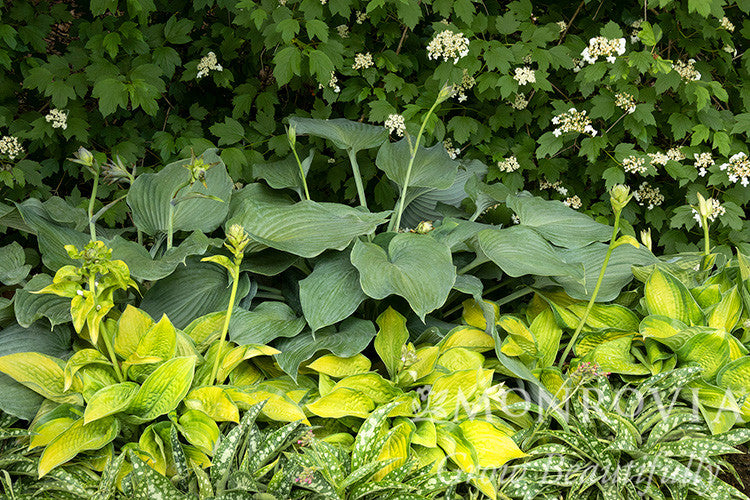 Monrovia Hosta - Thumbnail 5