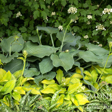 Blue Angel Hosta - Monrovia