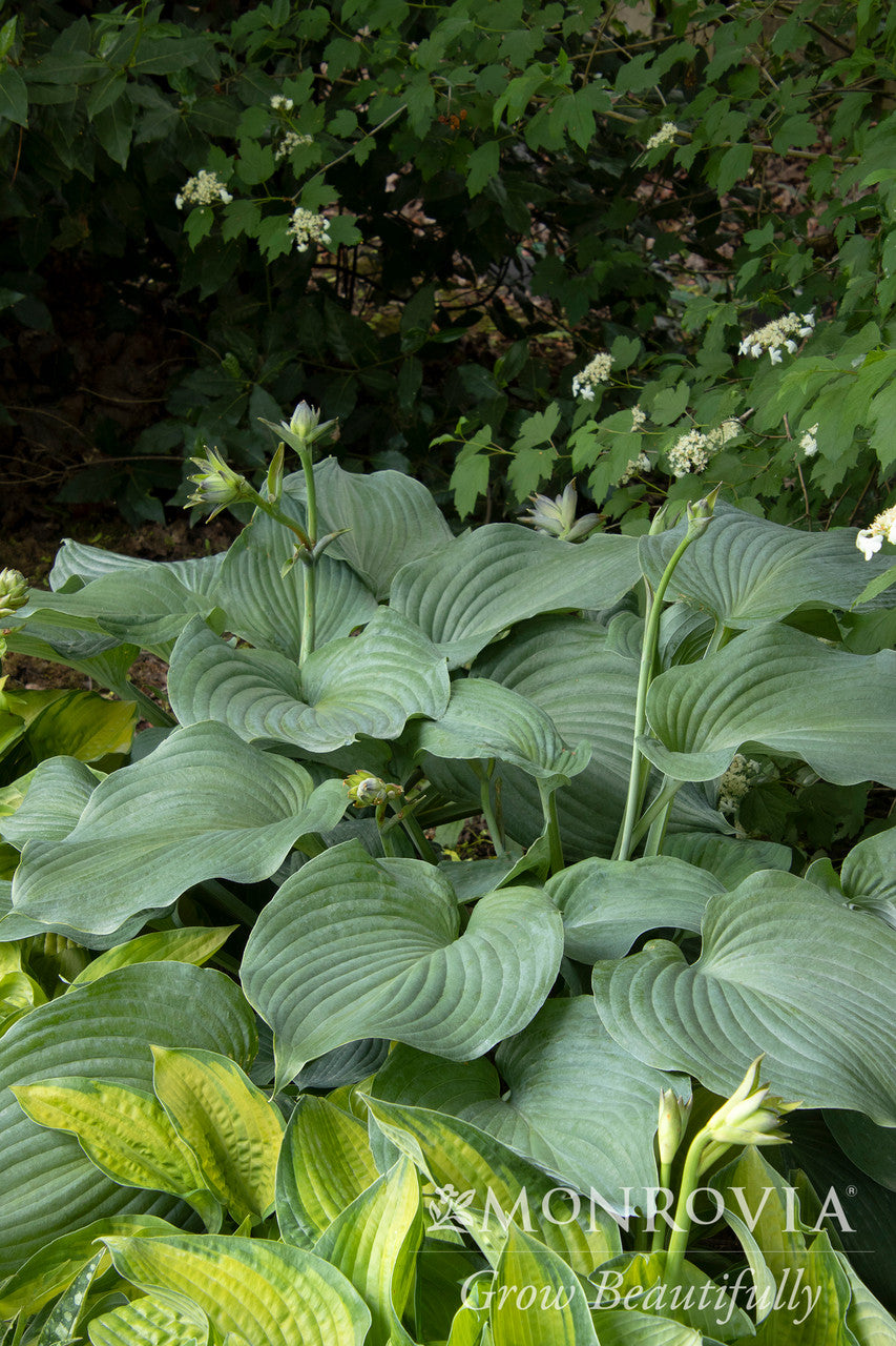 Monrovia Hosta - Thumbnail 2