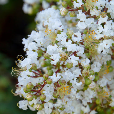Natchez Crape Myrtle - Monrovia