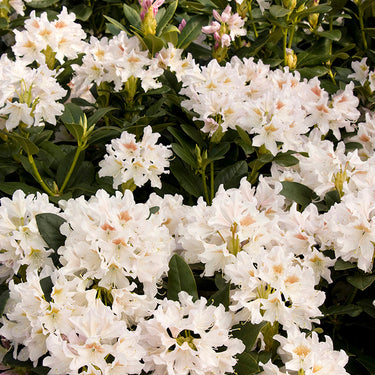 Cunningham's White Rhododendron - Monrovia
