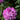 English Roseum Rhododendron - Monrovia