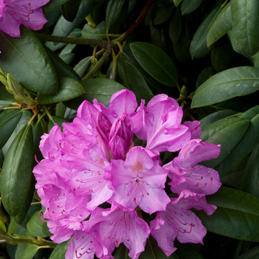 English Roseum Rhododendron - Monrovia