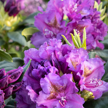 Lee's Dark Purple Rhododendron - Monrovia