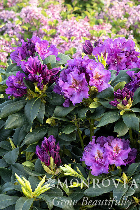 Lee's Dark Purple Rhododendron - Monrovia