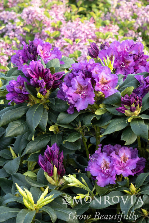 Lee's Dark Purple Rhododendron - Monrovia