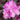 P.J.M. Rhododendron - Monrovia
