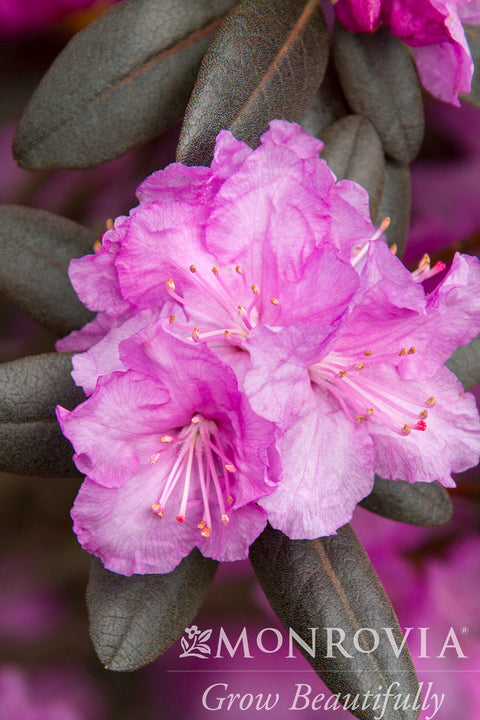 P.J.M. Rhododendron - Monrovia