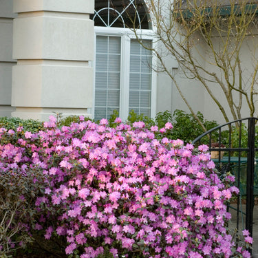 P.J.M. Rhododendron - Monrovia