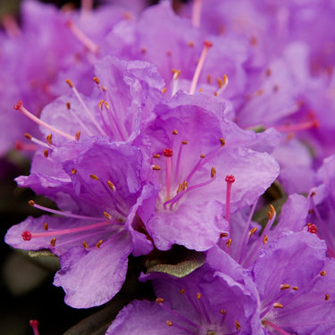 Ramapo Rhododendron - Monrovia