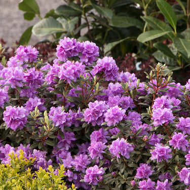 Ramapo Rhododendron - Monrovia