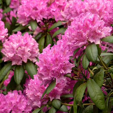 Roseum Elegans Rhododendron - Monrovia