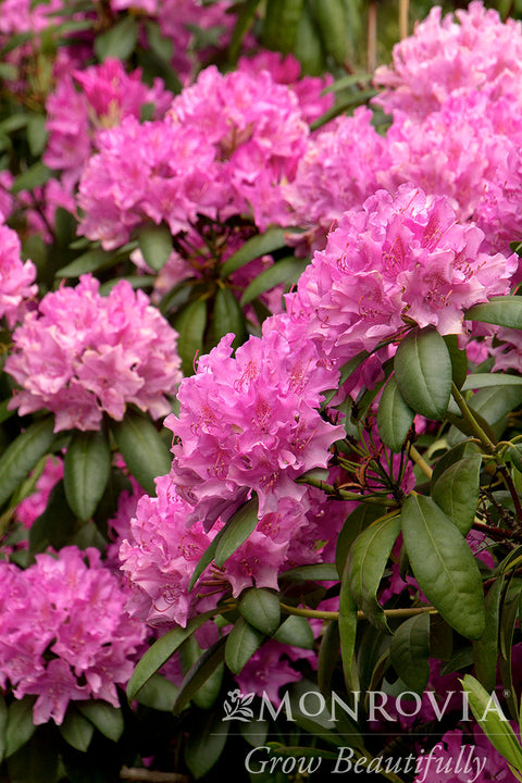 Roseum Elegans Rhododendron - Monrovia