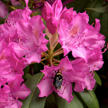 Roseum Elegans Rhododendron - Monrovia