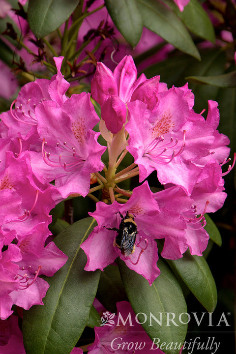 Roseum Elegans Rhododendron - Monrovia