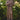 St. Francis 17 inch