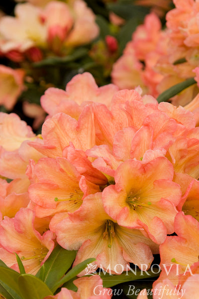September Song Rhododendron