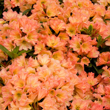 September Song Rhododendron - Monrovia
