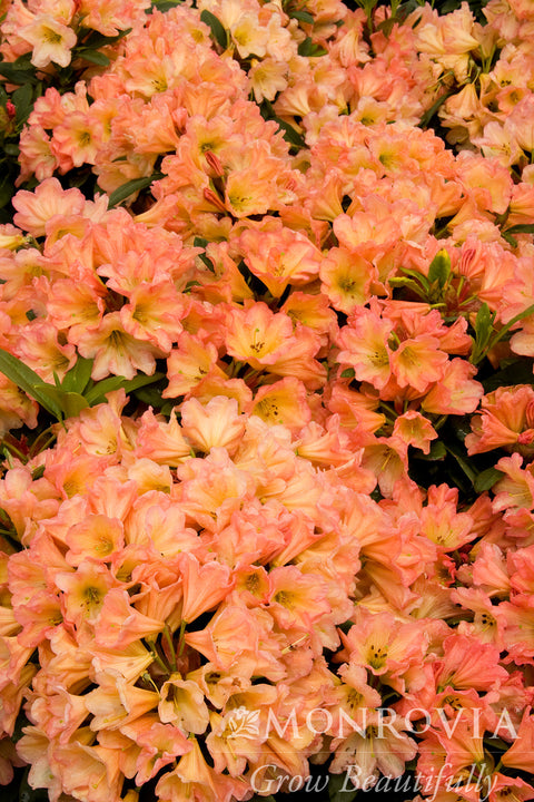 September Song Rhododendron - Monrovia
