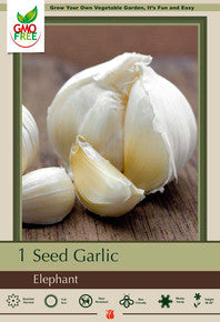 Allium (Garlic) Elephant Garlic