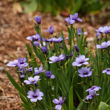 Lucerne Blue-Eyed Grass - Monrovia