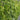 Green Giant Western Arborvitae - Monrovia