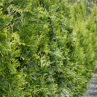Green Giant Western Arborvitae - Monrovia