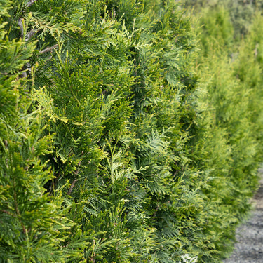 Green Giant Western Arborvitae - Monrovia