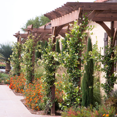Madison Star Jasmine - Monrovia