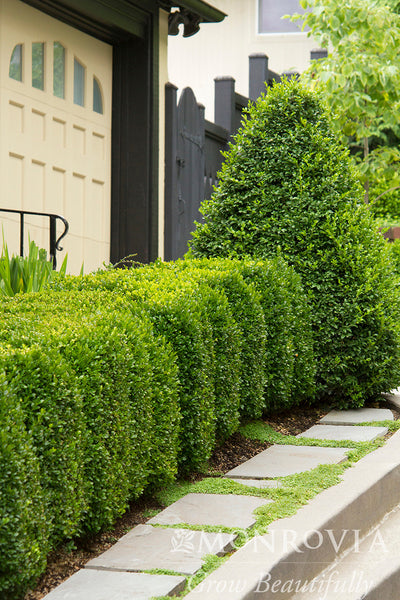 Green Mountain Boxwood - Monrovia – Pike Nursery