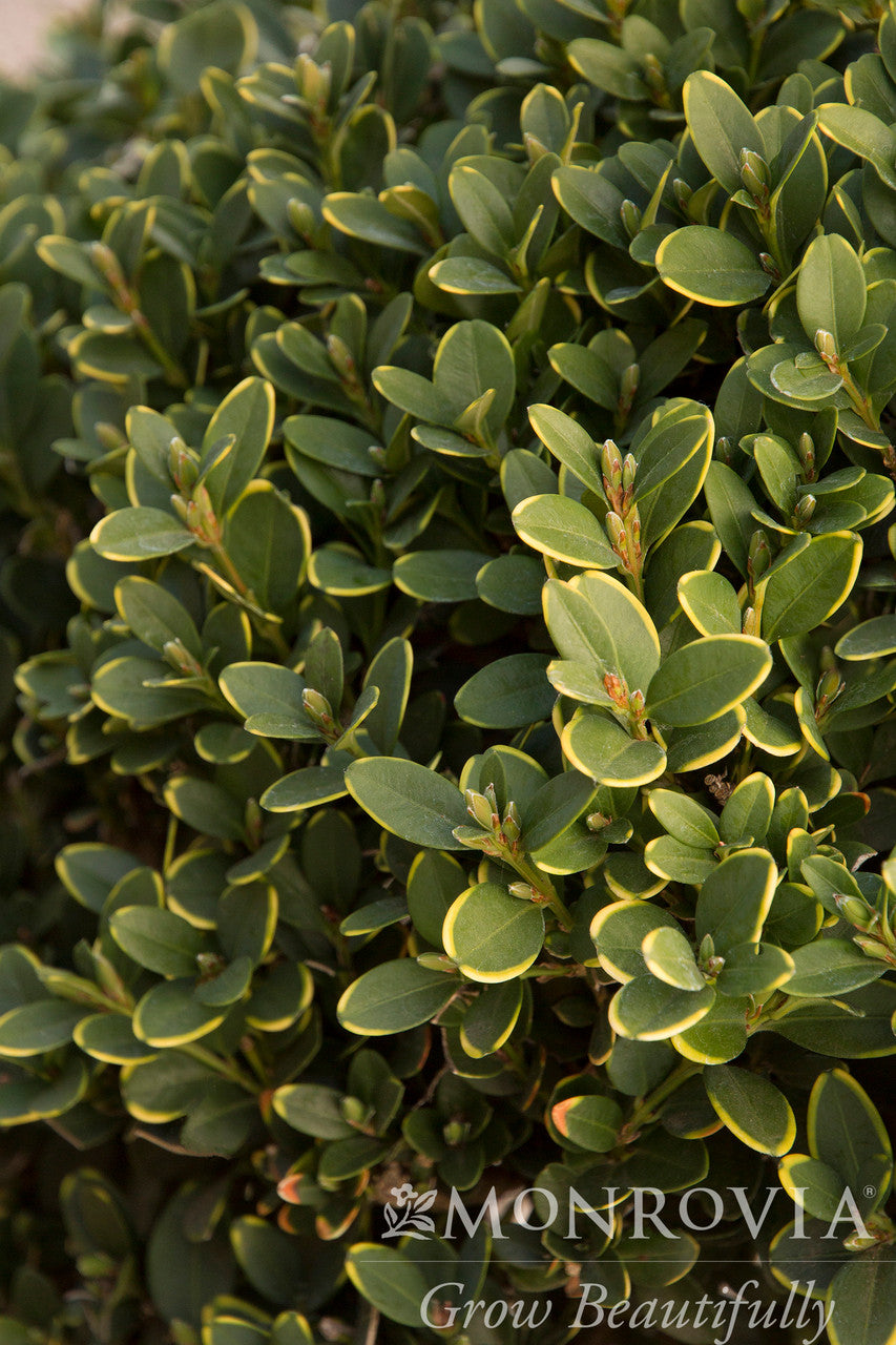 Green Mountain Boxwood - Monrovia – Pike Nursery