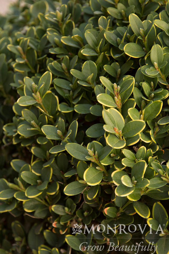 Green Mountain Boxwood - Monrovia – Pike Nursery