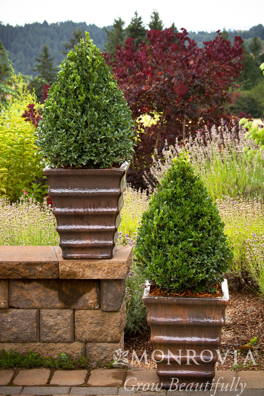 Green Mountain Boxwood - Monrovia – Pike Nursery