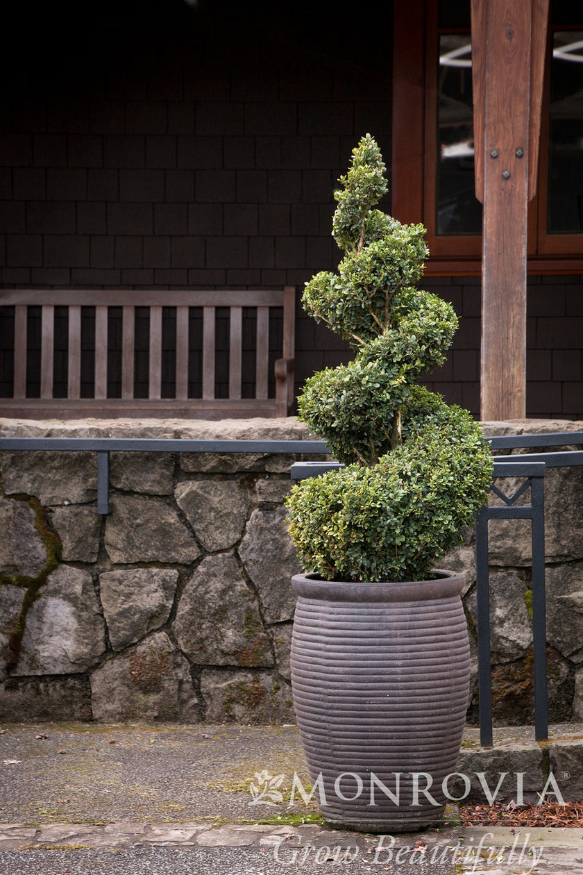 Green Mountain Boxwood - Monrovia – Pike Nursery
