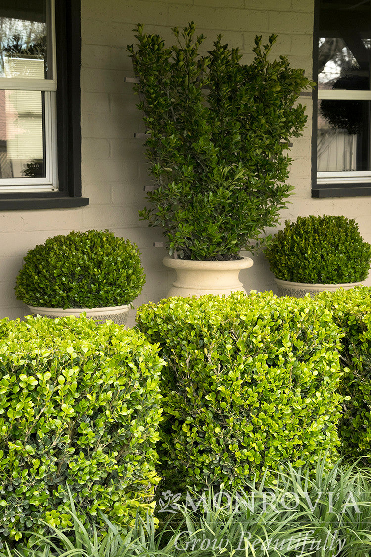 Monrovia Winter Gem Boxwood