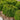 Green Velvet Boxwood - Monrovia