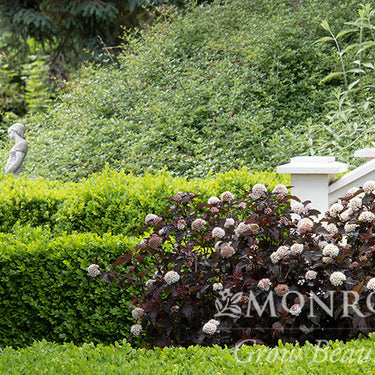 Green Velvet Boxwood - Monrovia