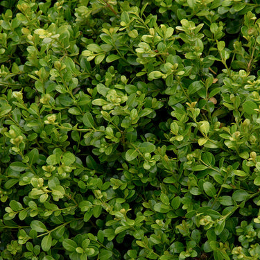 Green Beauty Boxwood - Monrovia