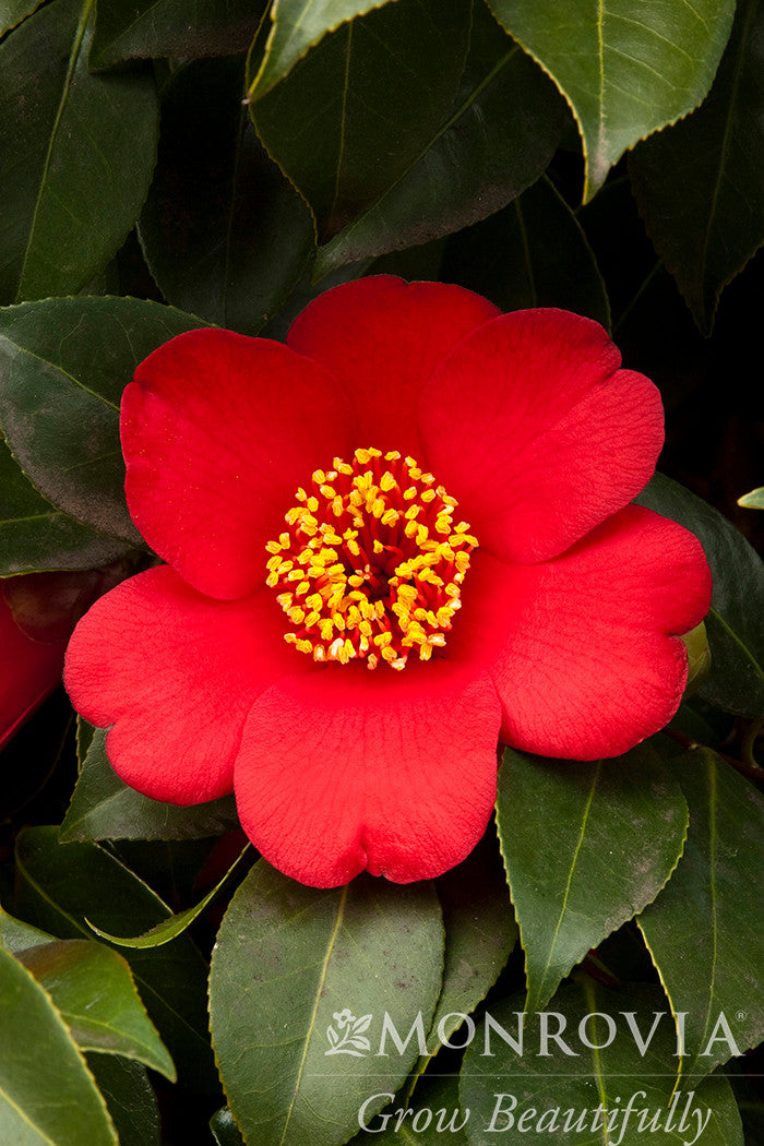 Spring's Promise Ice Angels® Camellia - Monrovia – Pike Nursery
