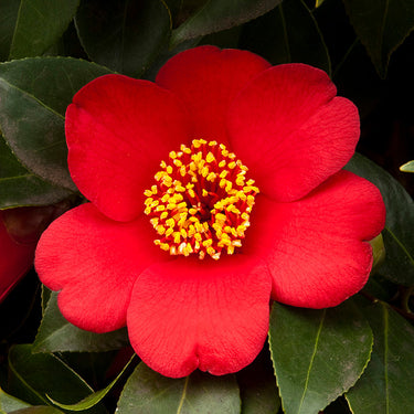 Spring's Promise Ice Angels® Camellia - Monrovia