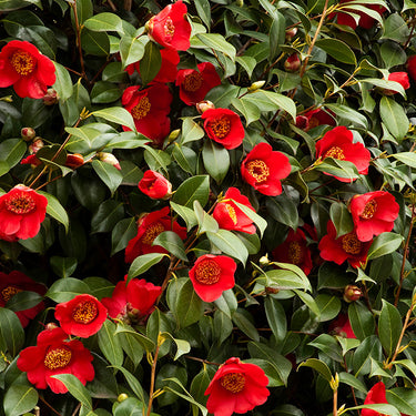 Spring's Promise Ice Angels® Camellia - Monrovia