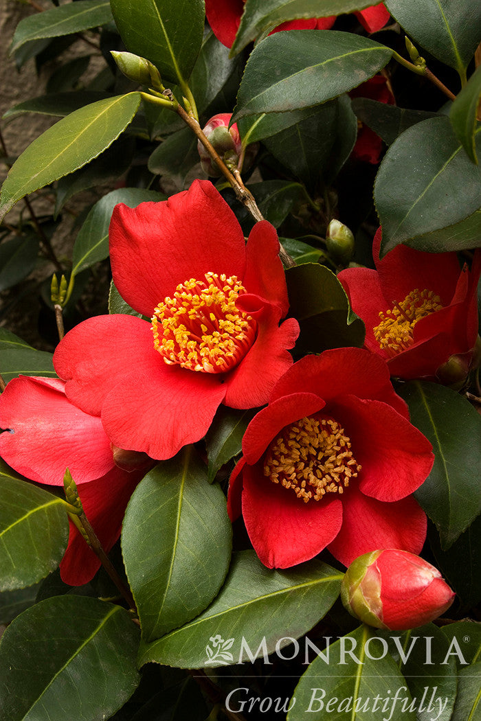 Spring's Promise Ice Angels® Camellia - Monrovia – Pike Nursery