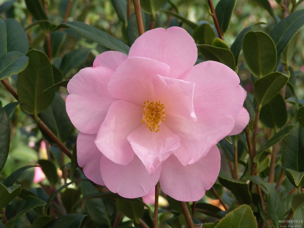 Monrovia Taylor's Perfection Camellia