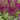 Vision In Red Astilbe - Monrovia