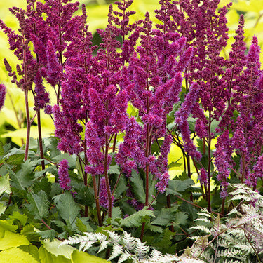 Vision In Red Astilbe - Monrovia