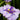 Butterflies In Flight Japanese Iris - Monrovia